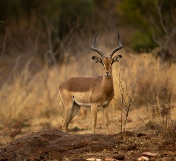 Victoria Falls, Zimbabwe/Zambia