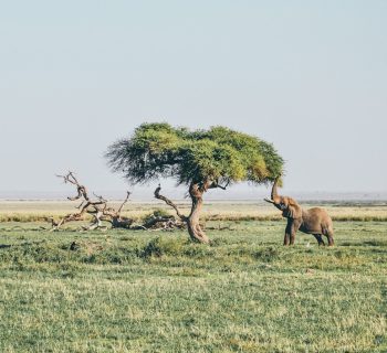 Serengeti National Park, Tanzania